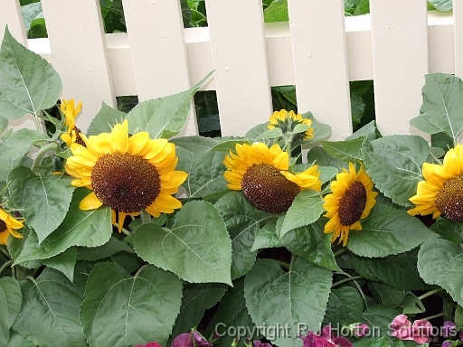 Sunflowers against picket fencel